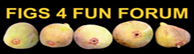 Figs 4 Fun Forum